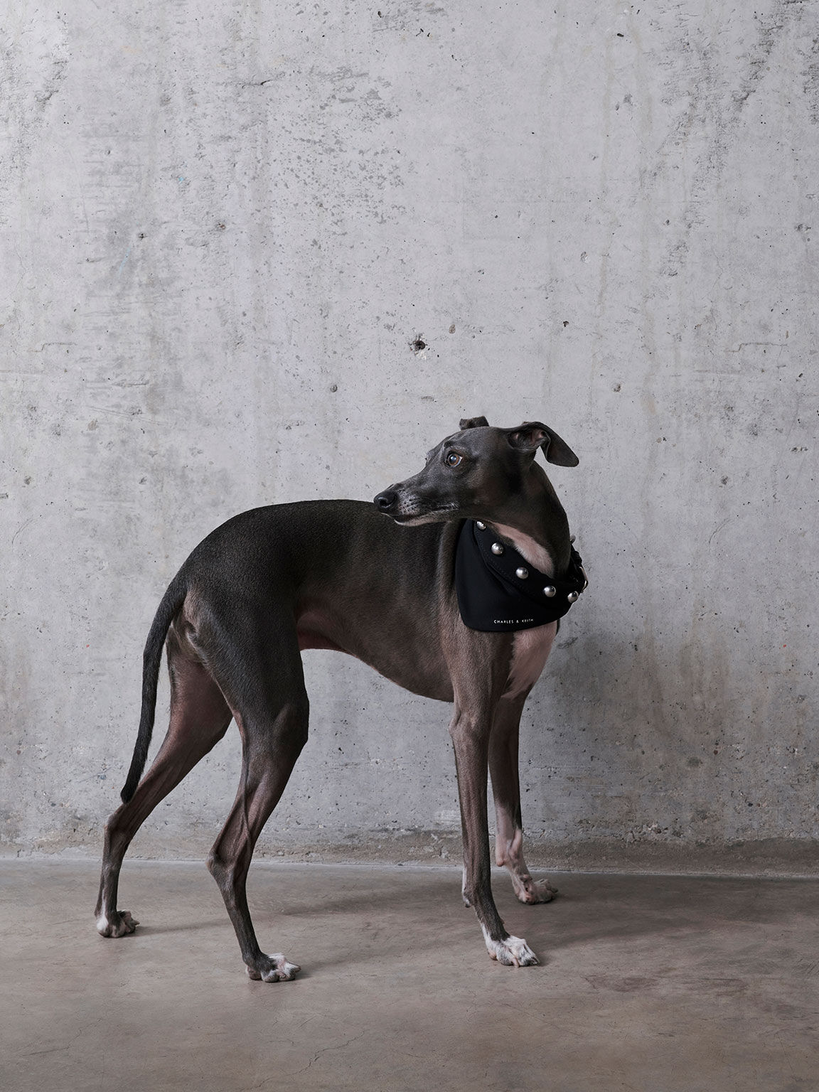 Italian greyhound puppy best sale collar