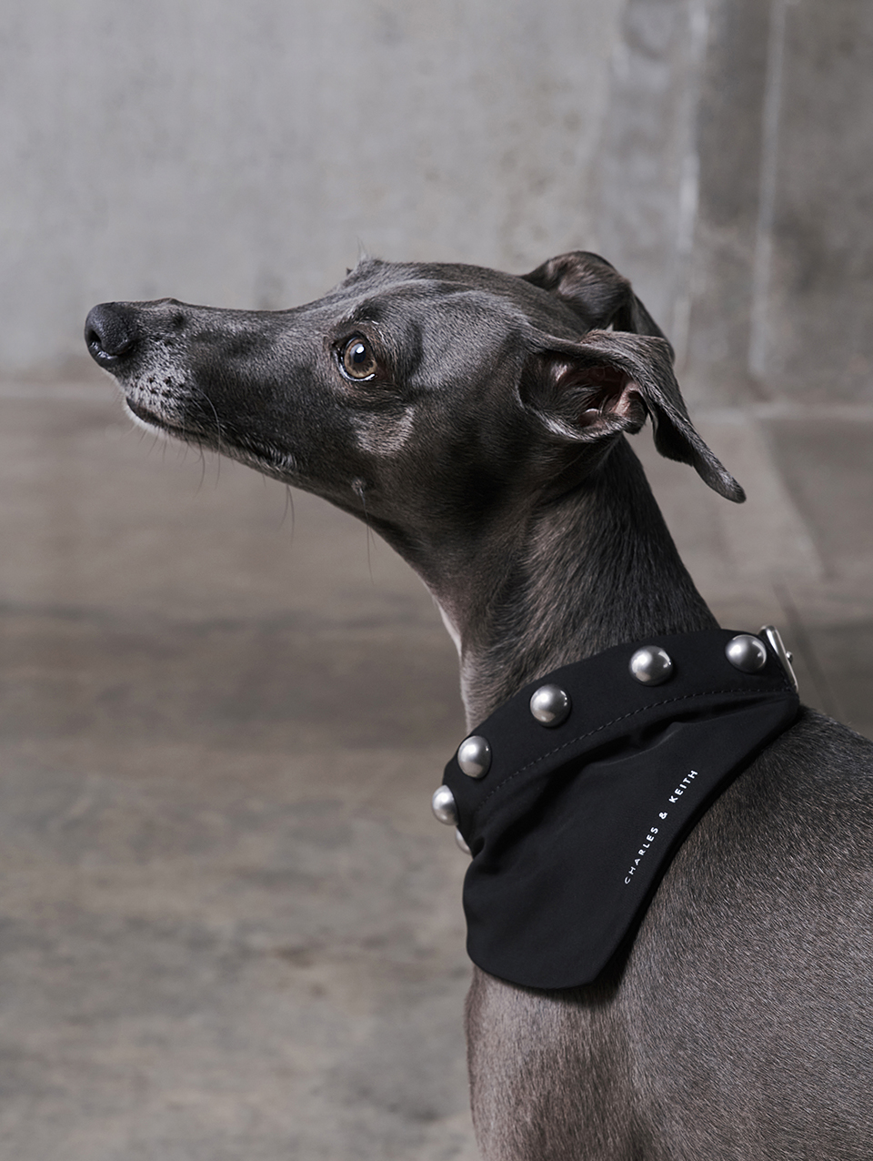 Women’s Metallic Bead-Embellished Pet Collar in noir - CHARLES & KEITH